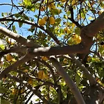 Feriehus Lemon Tree Courtyard Larnaca