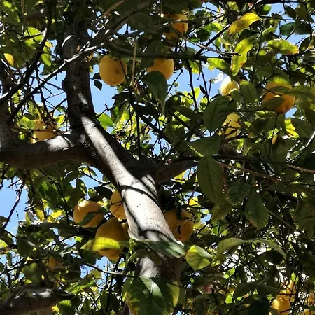 펜션 Lemon Tree Courtyard *