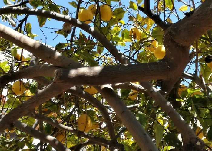 Case de vacanță Lemon Tree Courtyard Larnaca