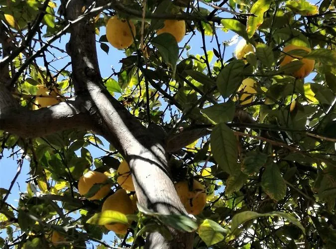 Дом отдыха Lemon Tree Courtyard *