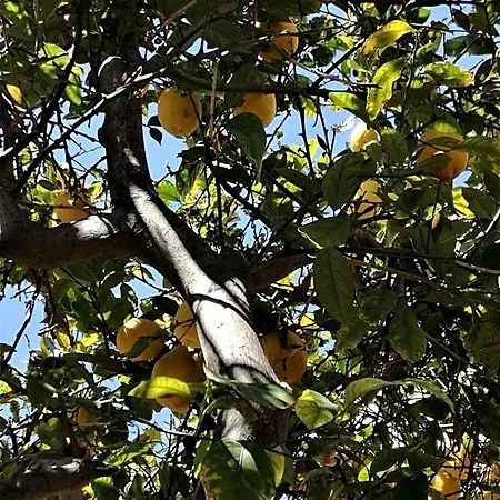 Dom wakacyjny Lemon Tree Courtyard Larnaca