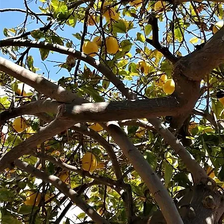 Lemon Tree Courtyard Dom wakacyjny *