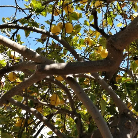 Casa de Férias Lemon Tree Courtyard Larnaca