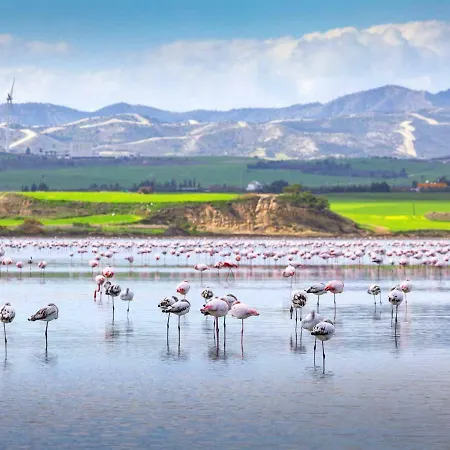 Lemon Tree Courtyard